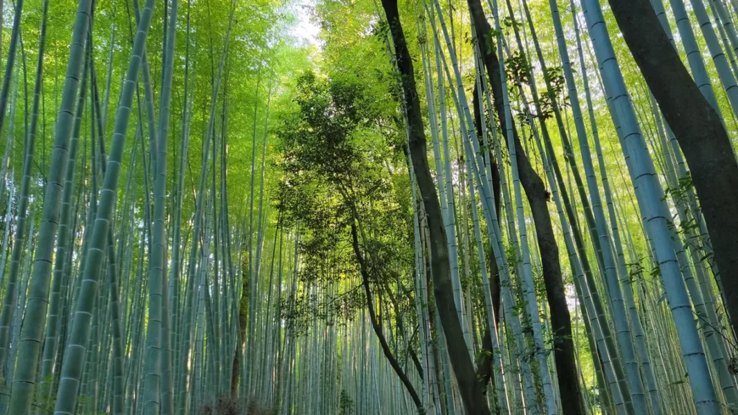 Luxury Wellness Retreats in Japan: 5 Peaceful Escapes